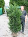 Heimische Eibe