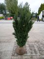 Bechereibe Hicksii
