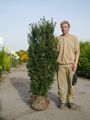 Bechereibe Hicksii