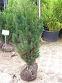 Bechereibe Hicksii