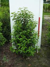 Portugiesischer Kirschlorbeer, 60 80 cm (Premium, Ballenware