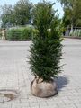 Heimische Eibe