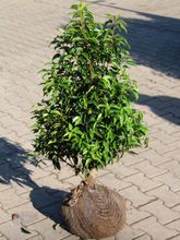 Portugiesischer Kirschlorbeer, 80 100 cm (Premium, Ballenware