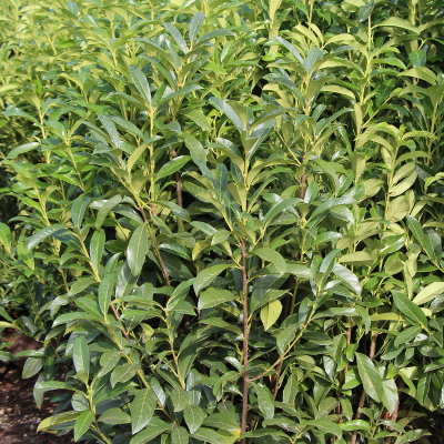 Kirschlorbeer Genolia PflanzenJanssen GmbH